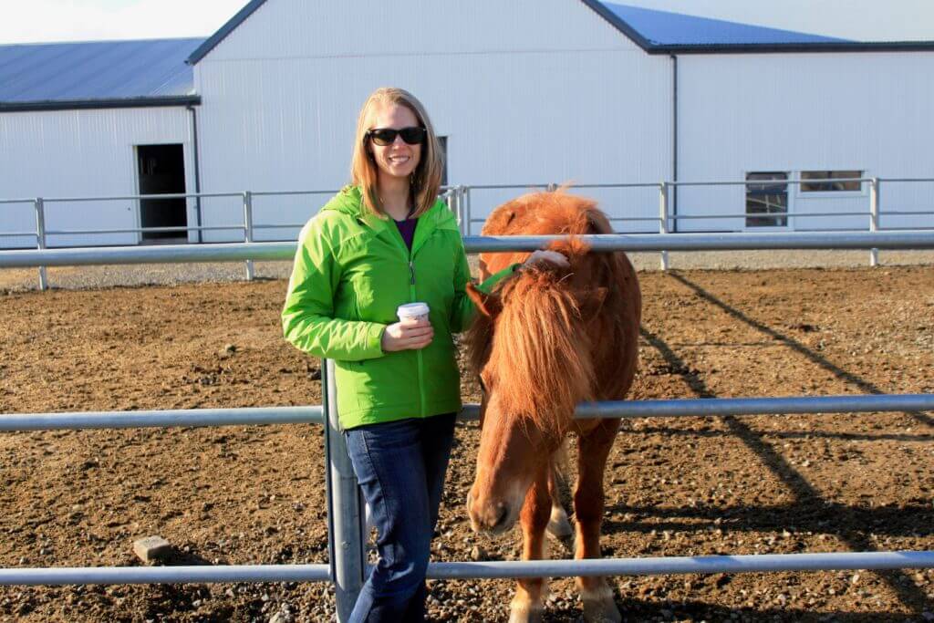 Icelandic_Horse1