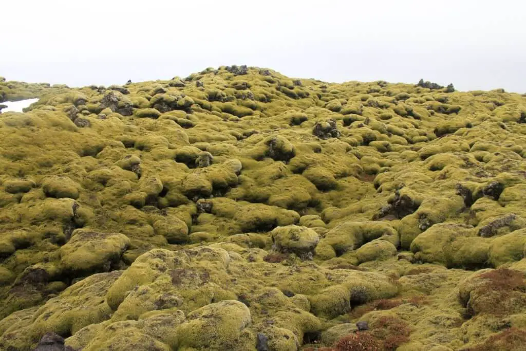 Moss-covered lava fields