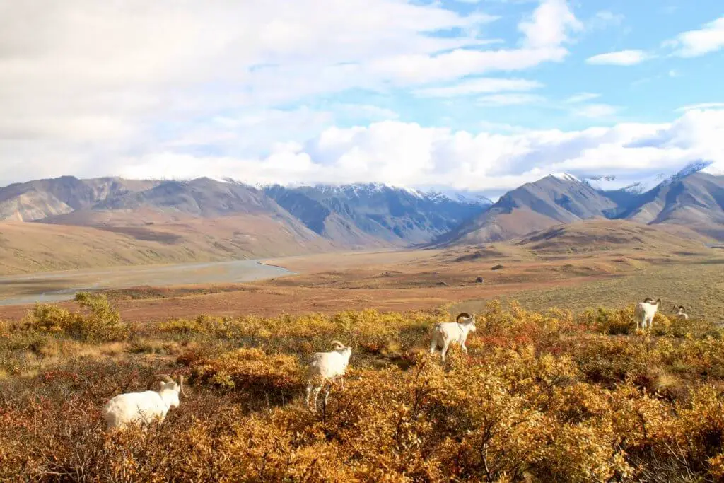 One of my best Alaska cruise tips: make sure to visit the interior! (Dall sheep in Denali National Park)