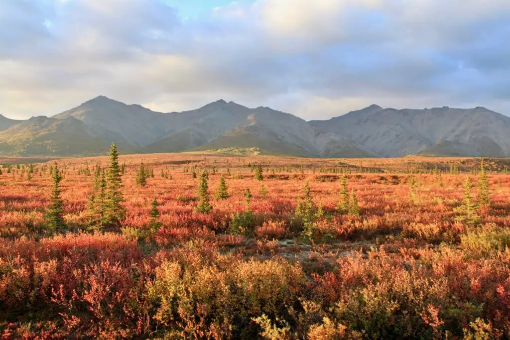 Crimson ground cover, green pine trees, and mountains in Denali - an essential stop on any Alaska itinerary.