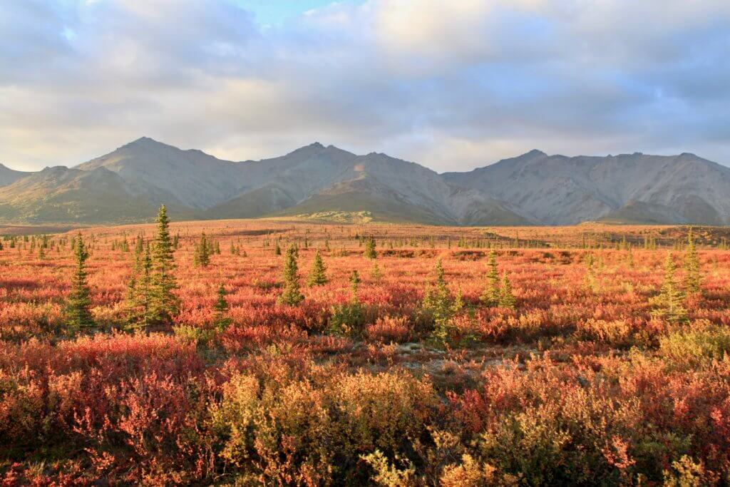 Fall colors in Denali