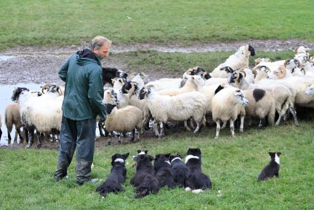 Neil talks to border collie sheepdogs laying at his feet
