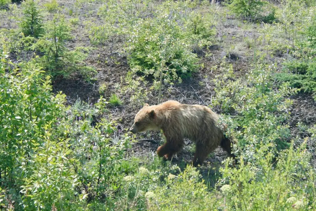 Grizzly bear wandering through green vegetation. Seeing the "Big Five" is one of the most popular Alaska bucket list items.