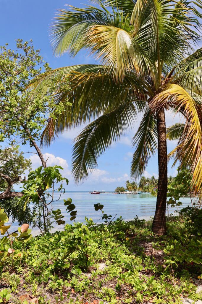 Palm Tree and Water