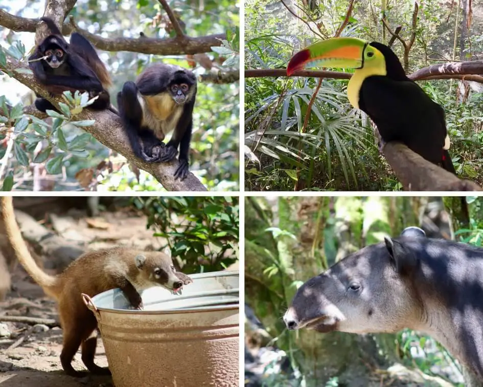 Zoo Animal Collage