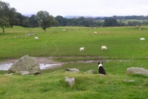 Sheepdog puppy looking out over a green field dotted with sheep