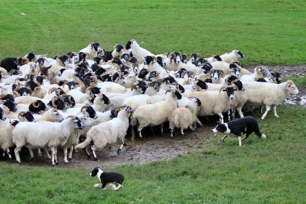 Border collie rounding up a group of sheep as a puppy watches. One of the best things you can do on your one week in Scotland itinerary is visit some sheepdogs!