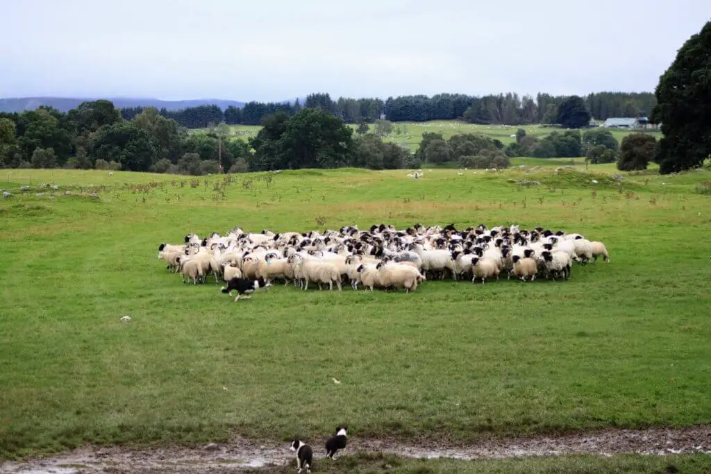 Sheepdog circles a group of sheep in Scotland