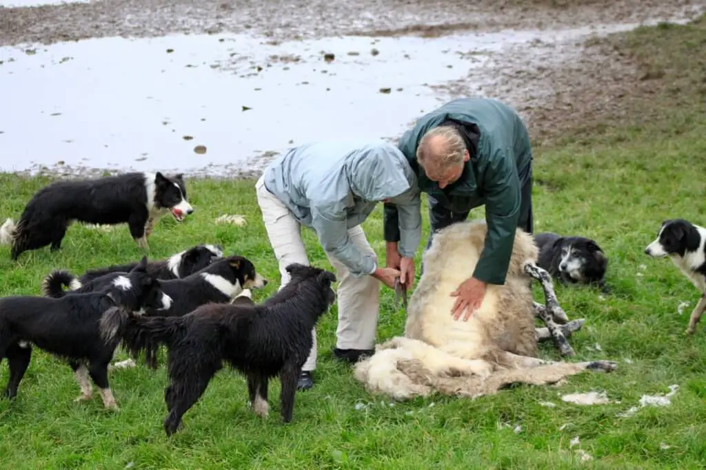 Papa M shearing a sheep with border collies looking on. 