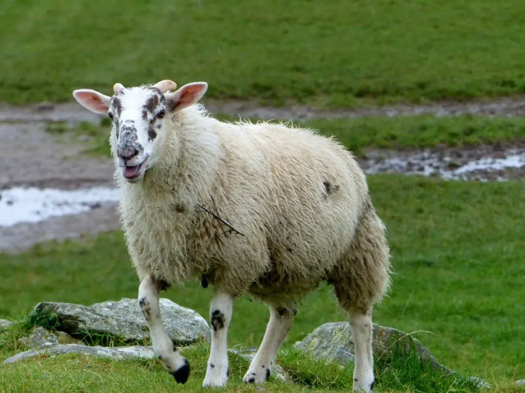 Sheep with a spotted face walking across the green grass.