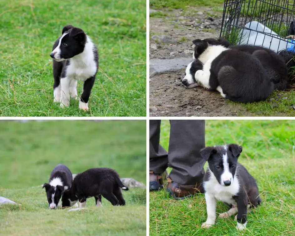 Four photos of border collie puppies