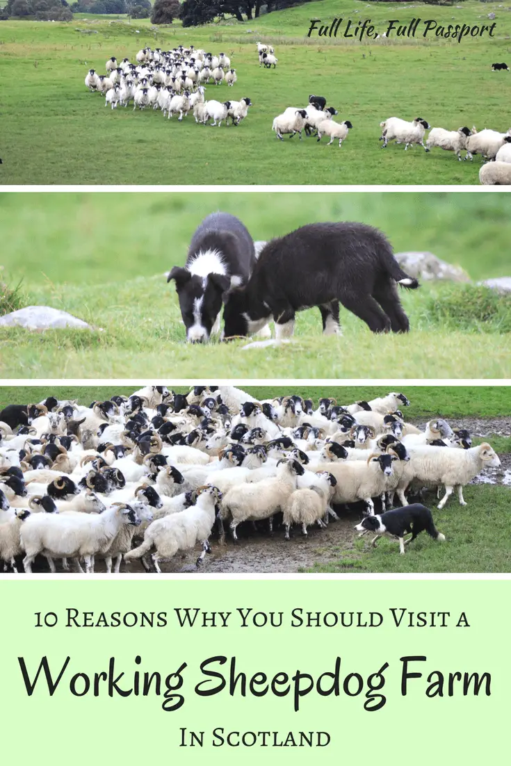 10 Reasons Why You Should Visit a Working Sheepdog Farm in Scotland