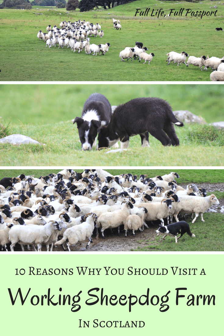 10 Reasons Why You Should Visit a Working Sheepdog Farm in Scotland