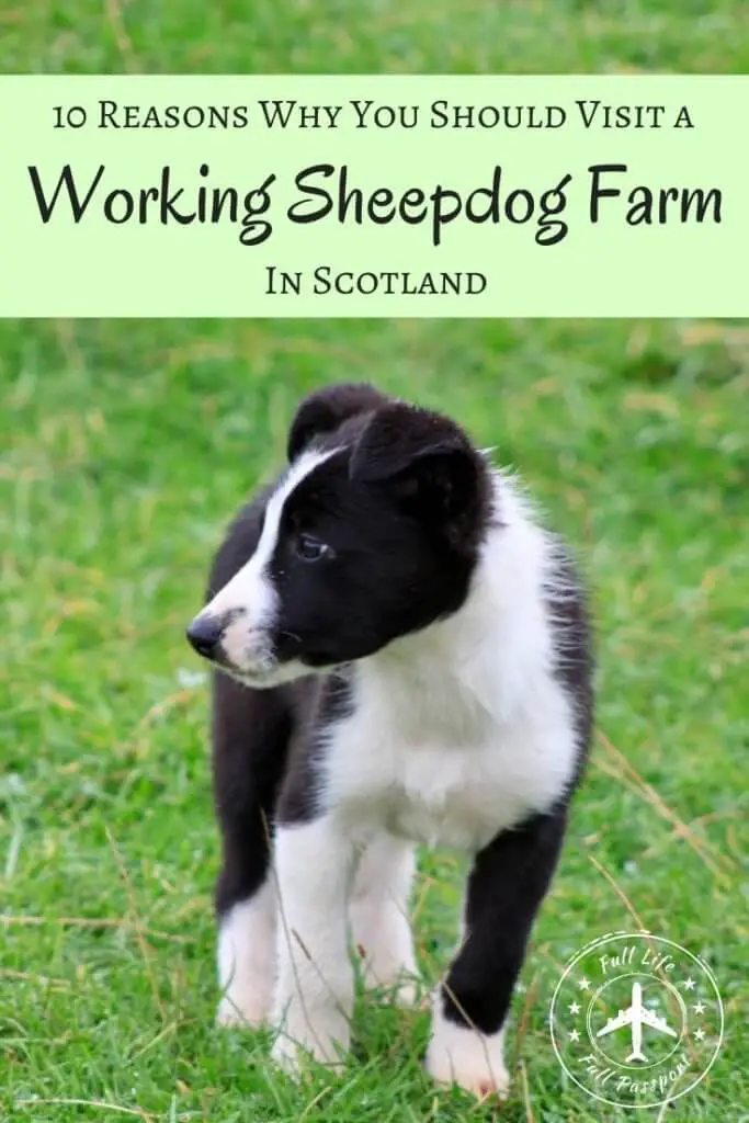 Visiting a farm with working sheepdogs is one of the best things to do in Scotland. This sheepdog herding demonstration is not to be missed!