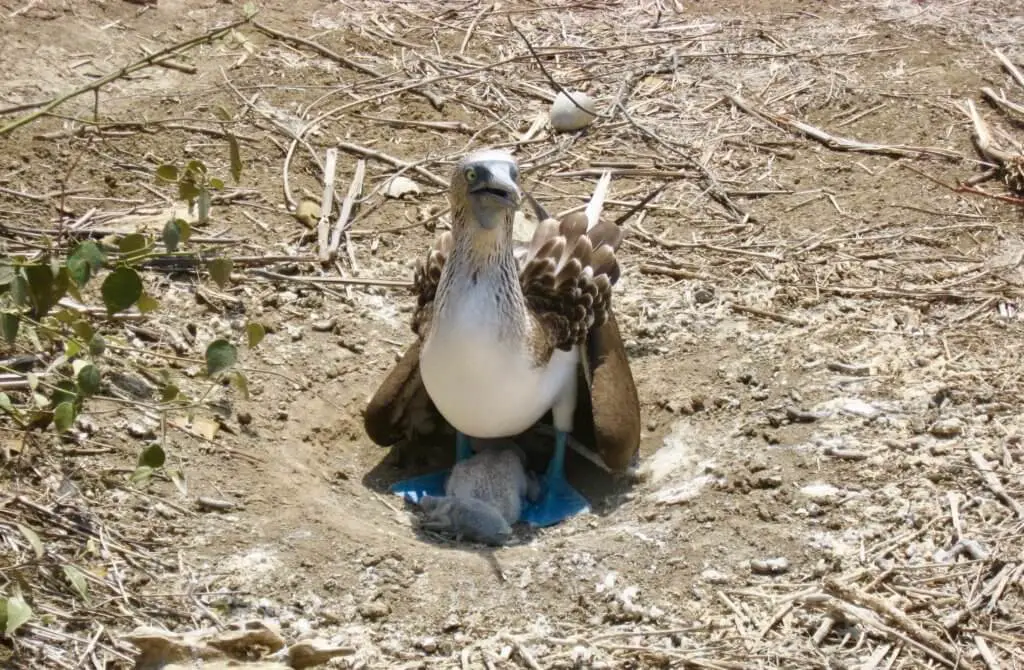 Blue footed booby nesting with tiny chicks