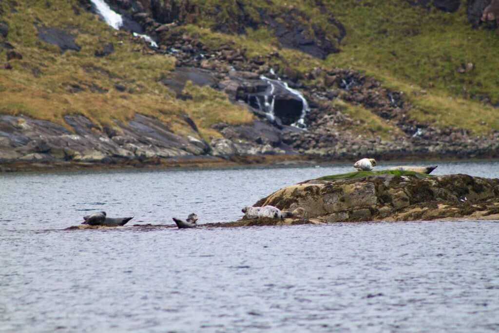 Seals sunning themselves on rocks