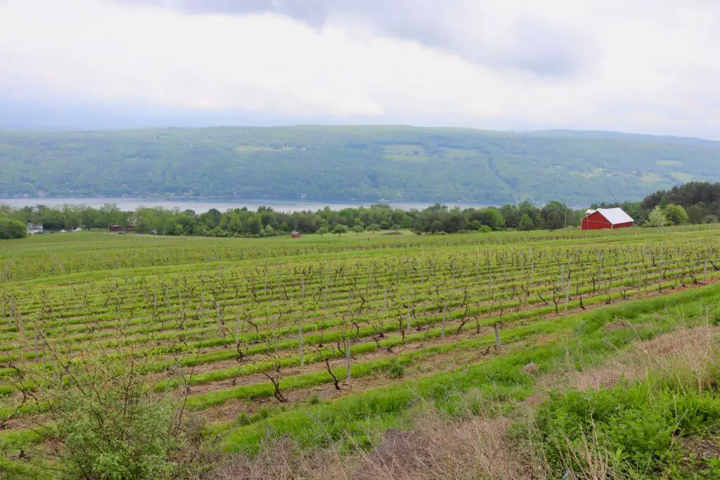 view of vineyard, barn, and lake