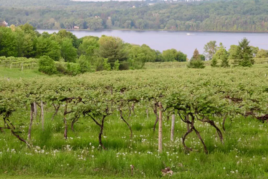 Vineyard and Keuka Lake in New York's Finger Lakes - the perfect weekend getaway spot