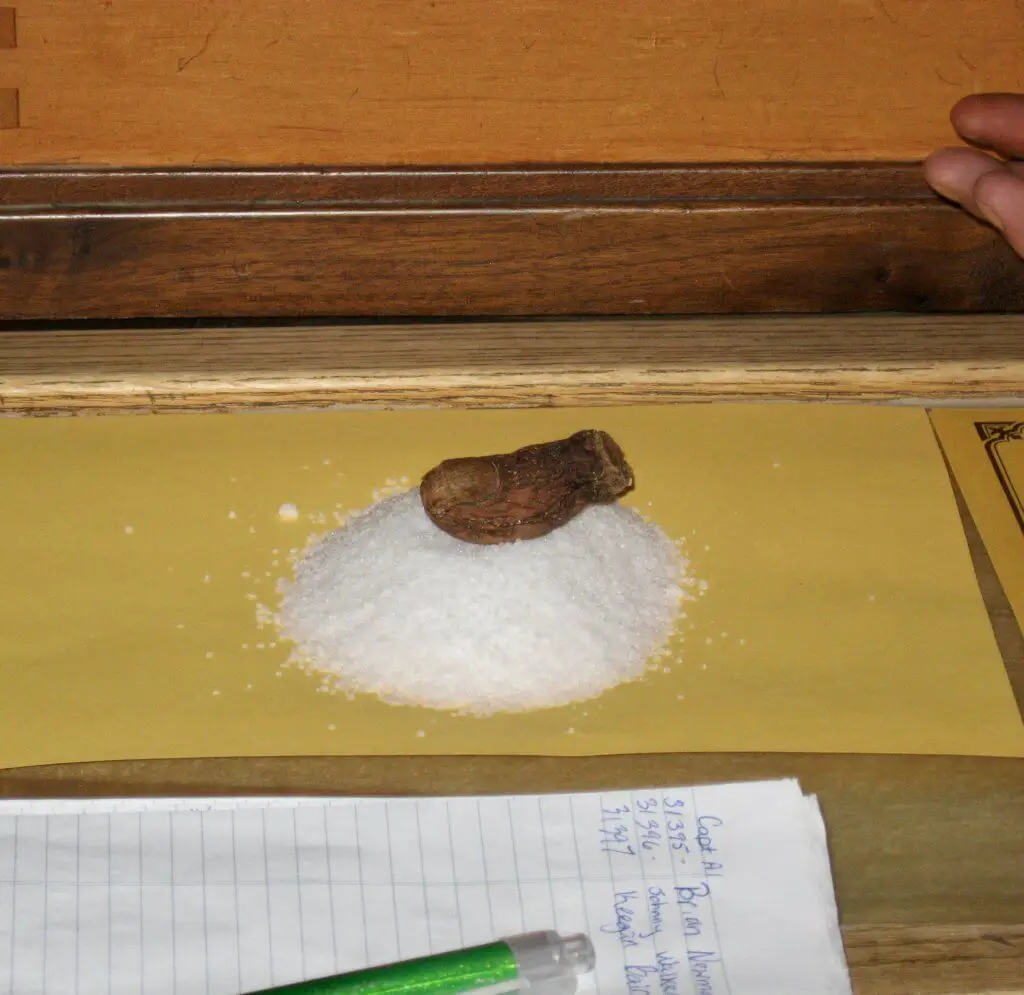 Severed, preserved human toe on pile of salt
