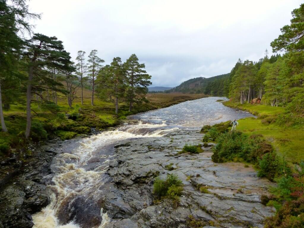 River running through forest