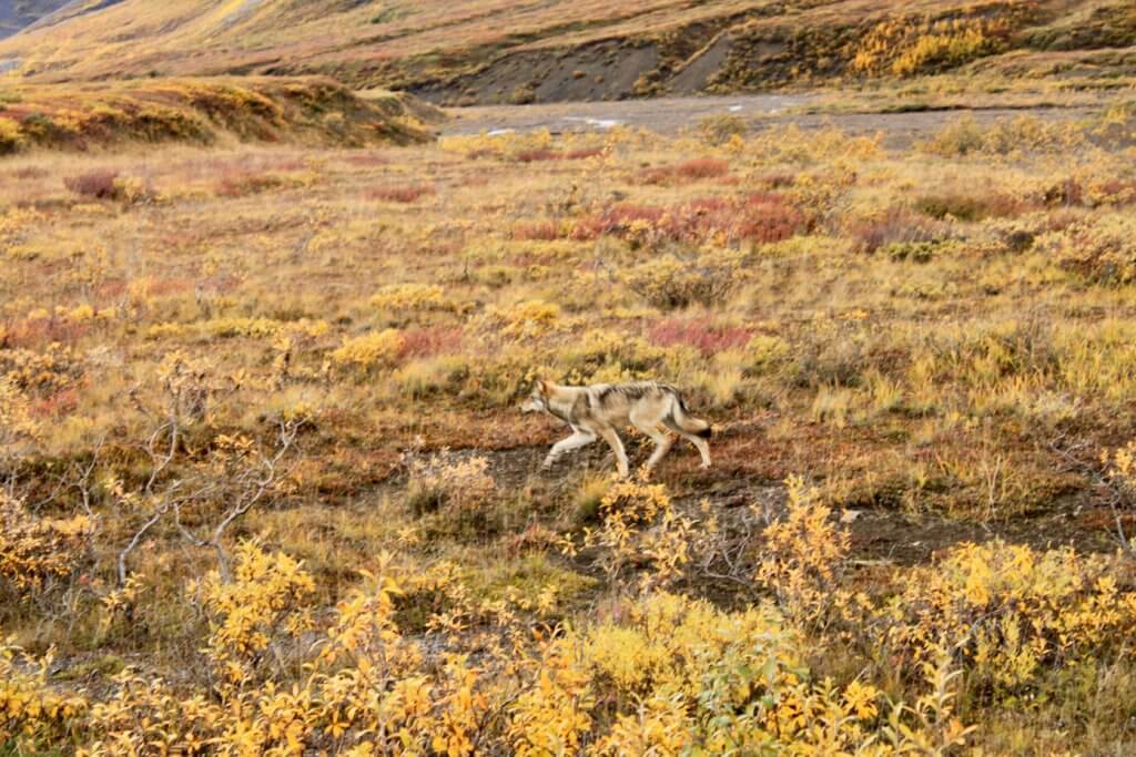 Wolf running in Denali National Park