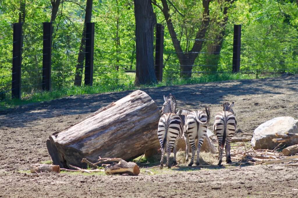 Zebras at the Omaha Zoo