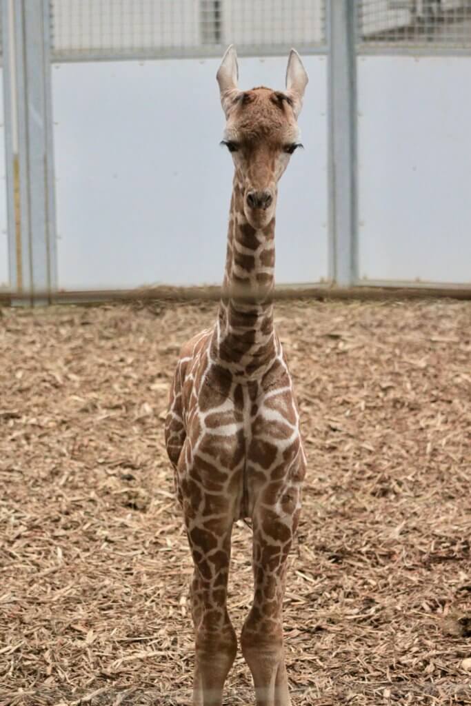 Baby giraffe at the Omaha Zoo