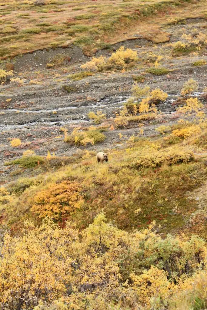 Grizzly bear among fall undergrowth in Denali