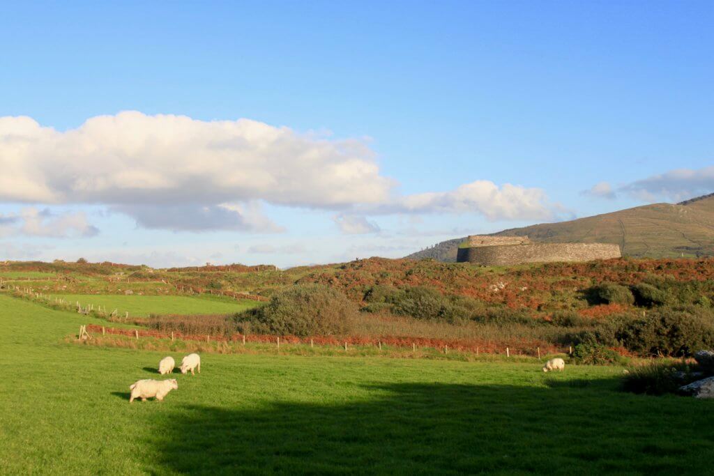Sheep grazing in front of a ring fort