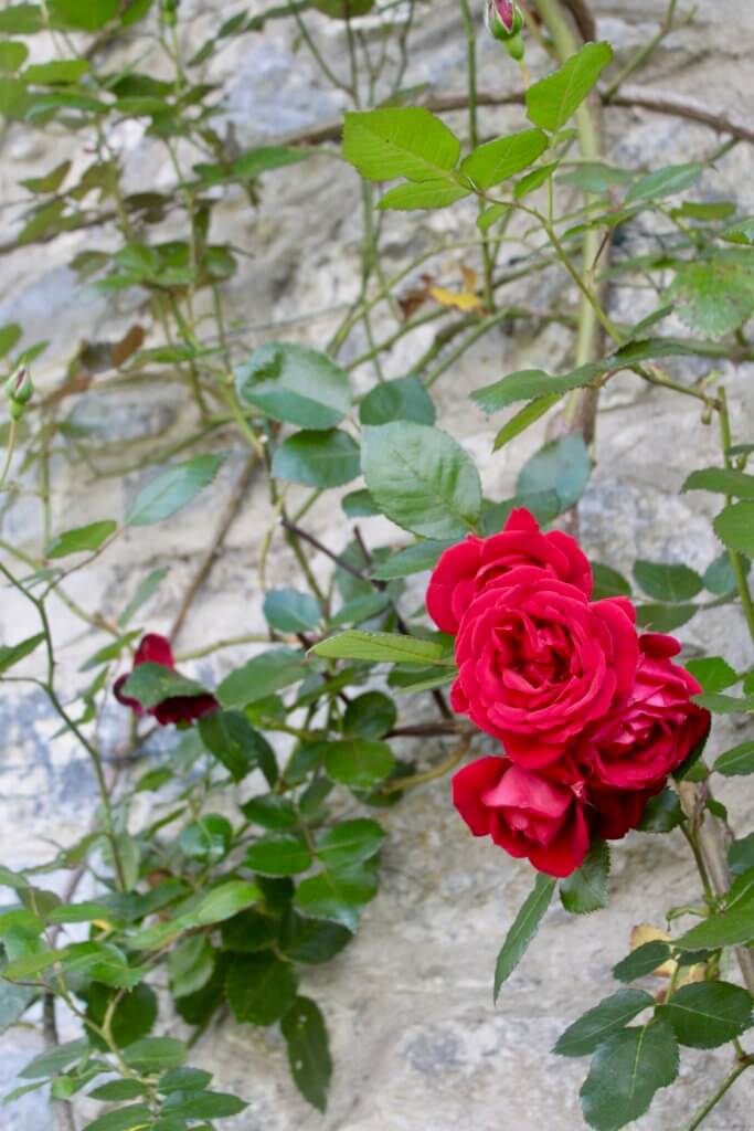 Roses growing on stone of Cahir Castle