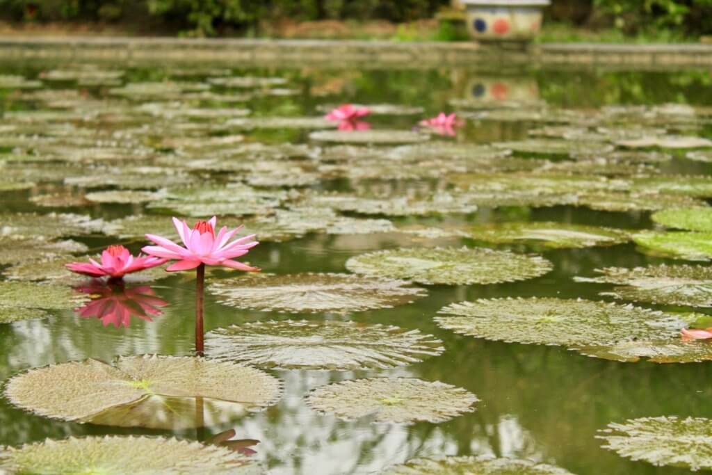 Bright pink flower blooming in water with lily pads all around