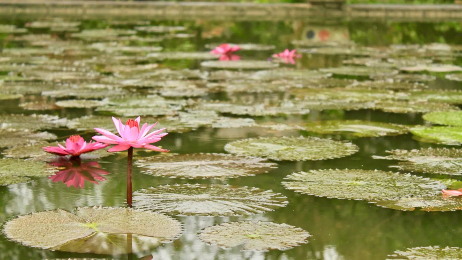 Bright pink flower blooming in water with lily pads all around