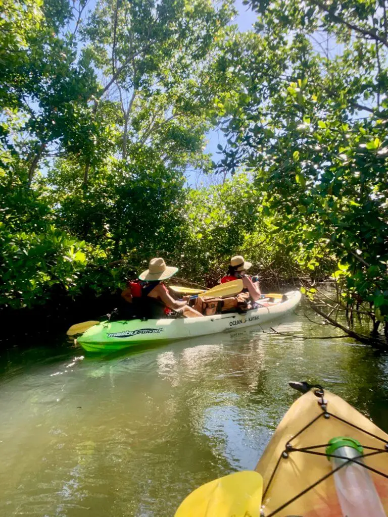 Kayaking through a mangrove forest on Vieques
