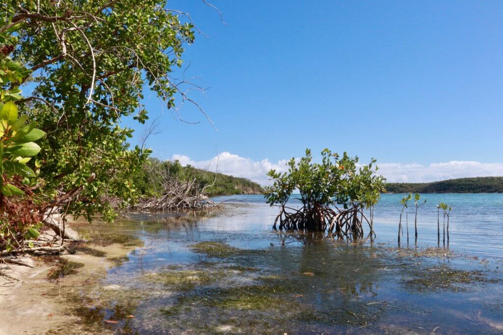 Mangroves sticking out of the water on Vieques