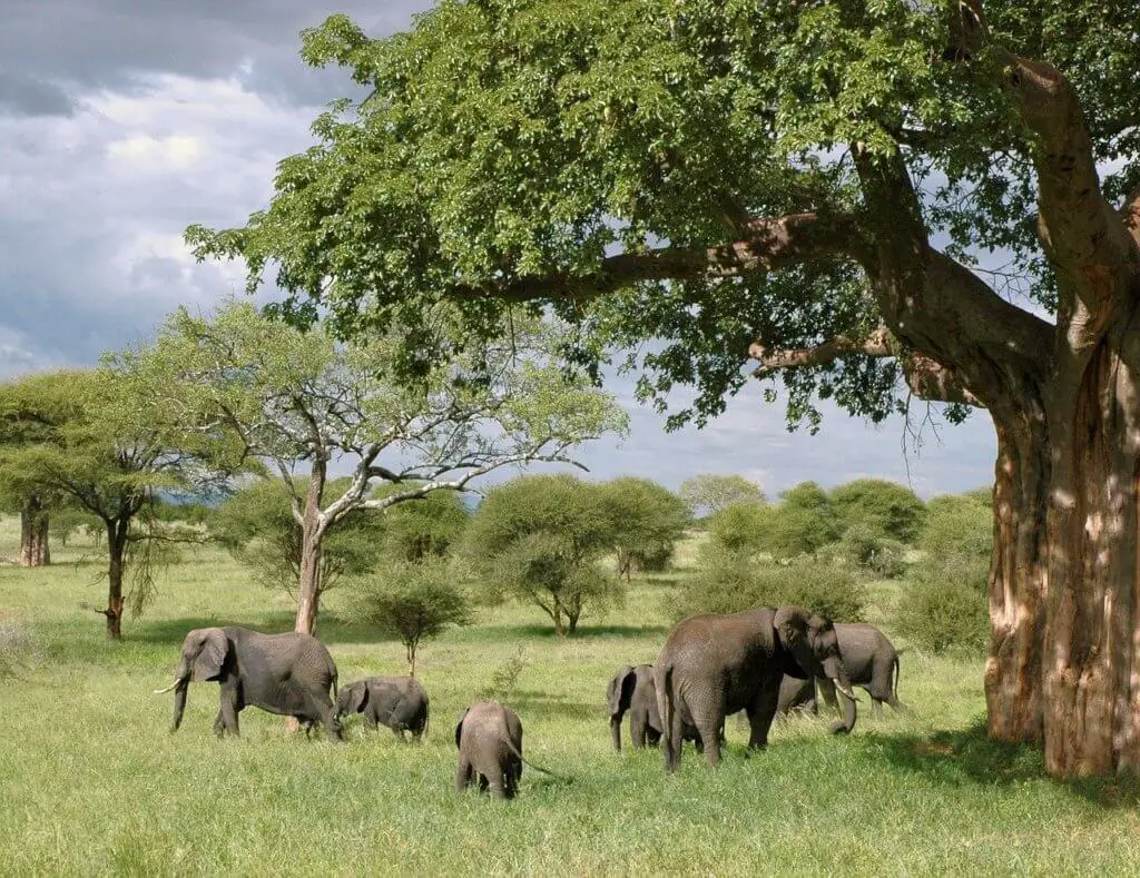 Elephants under a huge baobab tree in Tanzania. Taking a safari together would make for an unforgettable mother-daughter trip!