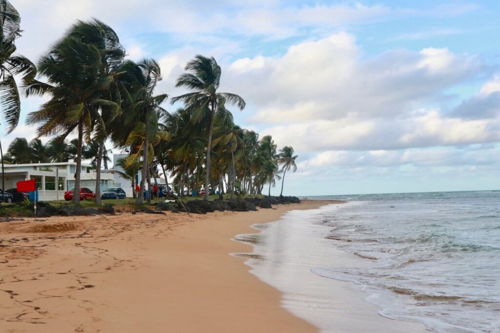 Beach with palm trees