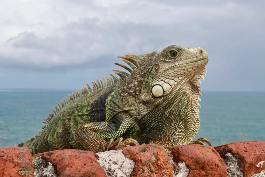 Scaly iguana perched on the battlements