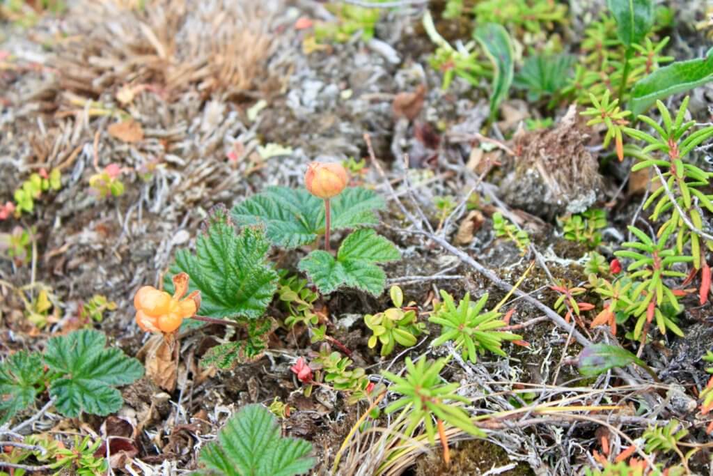 Closeup of plant life and flowers on the tundra