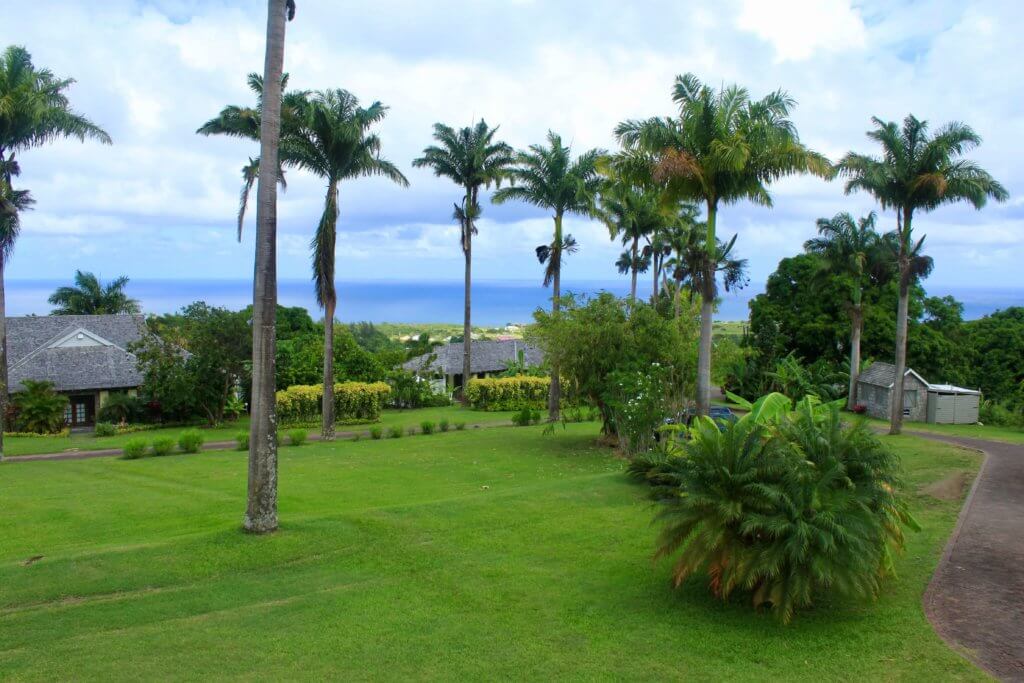 View from the restaurant looking out over palm trees and sea