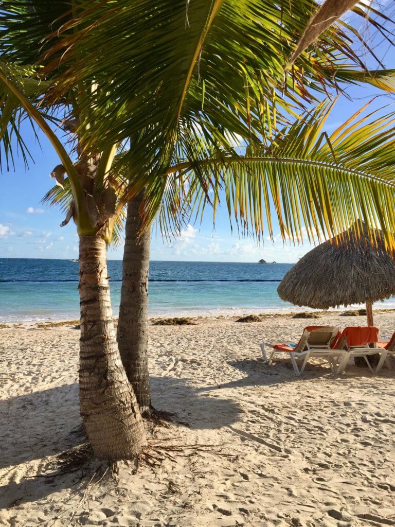 Palm trees and beach chairs on the sand at an all-inclusive resort.