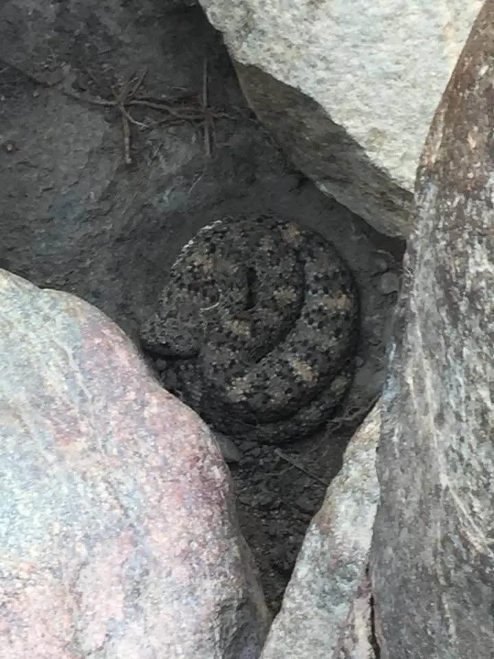 Rattlesnake coiled among rocks