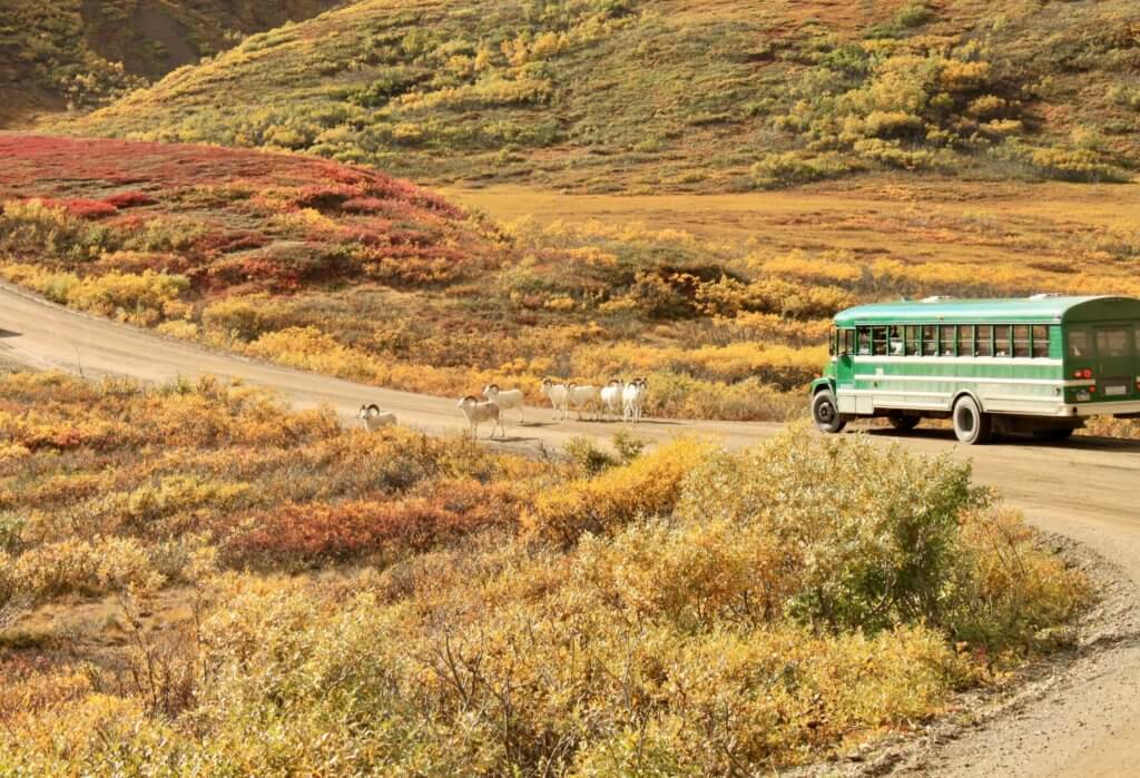 Dall Sheep crossing the road in front of a Denali park bus. 