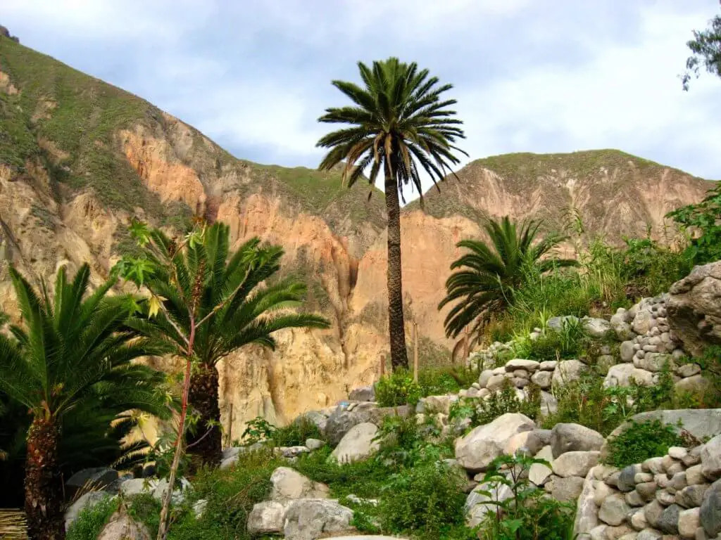 Palm trees and rocks at the oasis