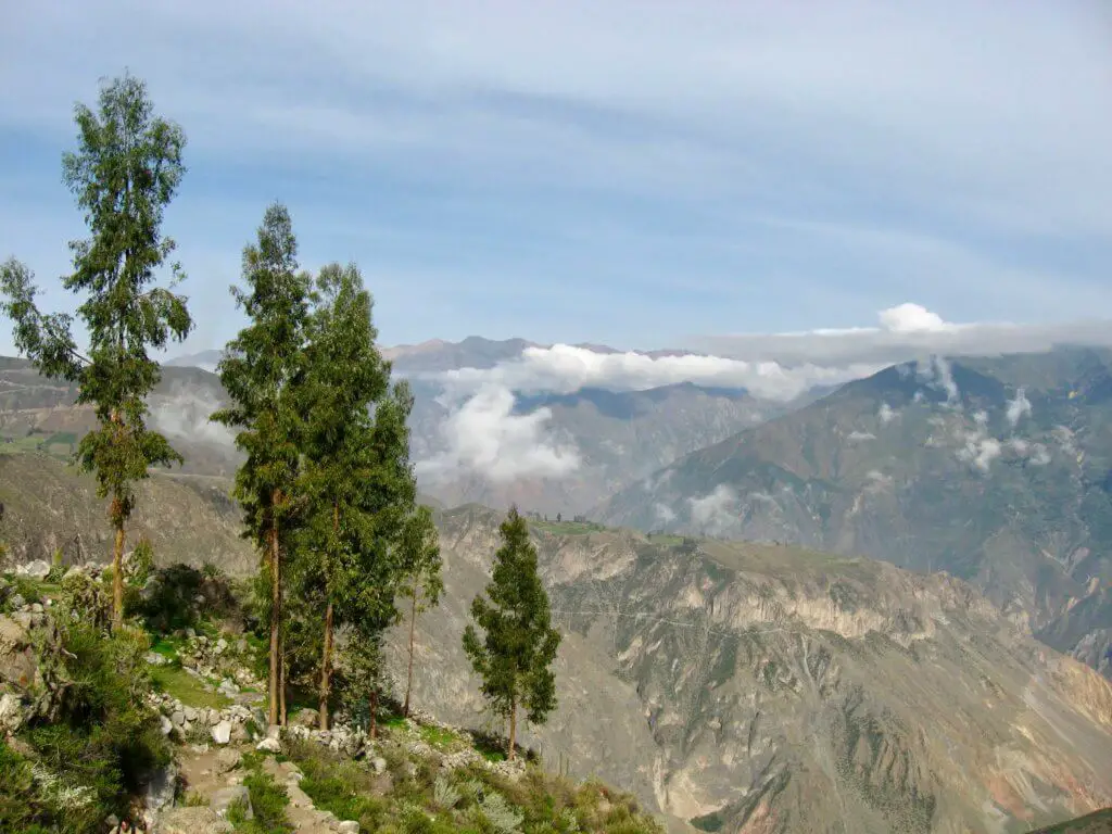 The top of Colca Canyon: looking out over the mountains with pine trees in the foreground