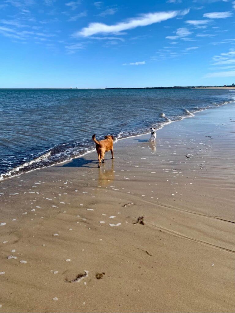 Two dogs on the beach in winter