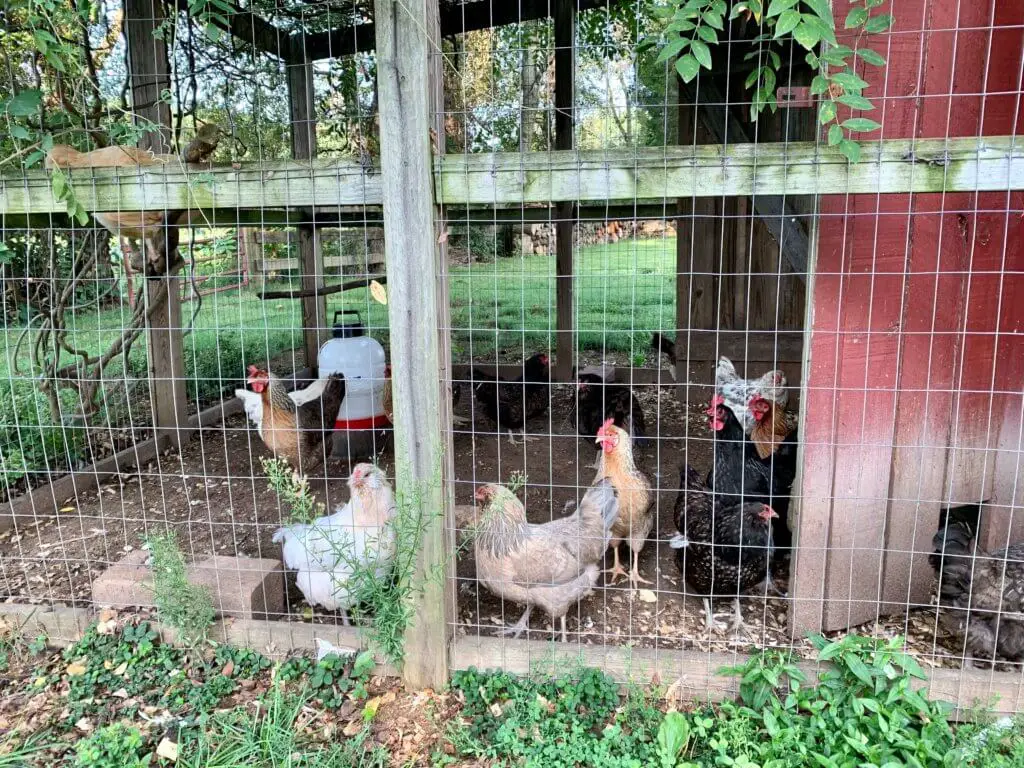 Chickens in their coop