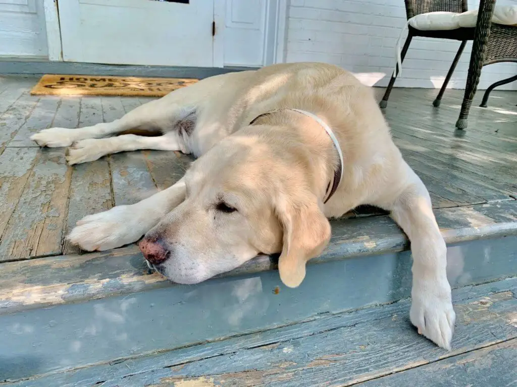 Yellow lab lazing on the porch at the Farmhouse at Beautiful Run