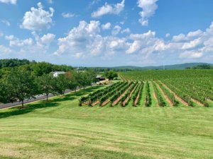 The vineyards at Barboursville, our second winery during our Virginia wine country bachelorette weekend