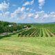 The vineyards at Barboursville, our second winery during our Virginia wine country bachelorette weekend