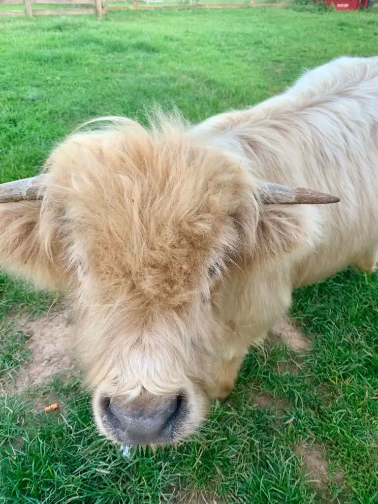 Wallace, the big fuzzy white Highland cow